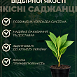 Гортензия крупнолистная "Хамелеон" (Chameleon) купить