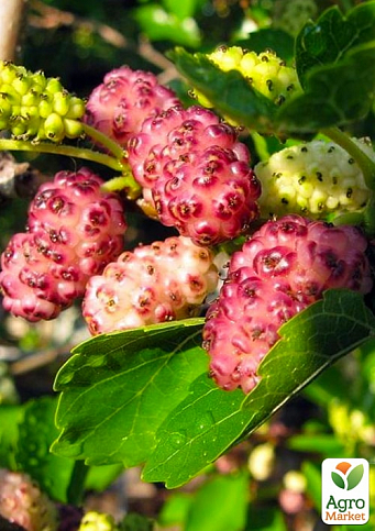Шелковица крупноплодная "Стамбульская розовая" (летний сорт, средний срок созревания)