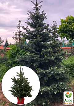 Ель Глаука "December" (живая елка в горшке, высота 110-140см)2
