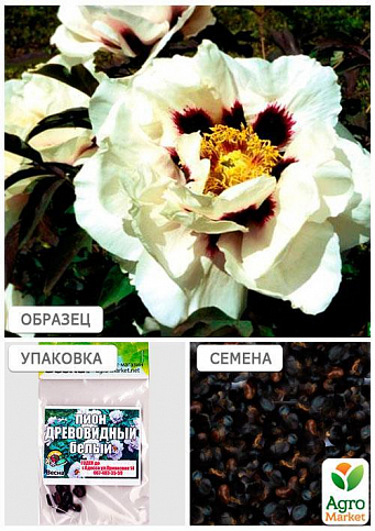 Півонія "Древовидна" (біла) (Зипер) ТМ "Весна" 7шт - фото 3