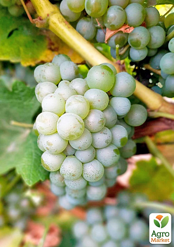 Виноград вегетирующий винный "Совиньон Блан"  - фото 2