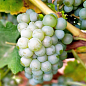 Виноград вегетирующий винный "Совиньон Блан"  купить