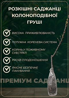 Азіатська груша "Секуї" Ексклюзив20