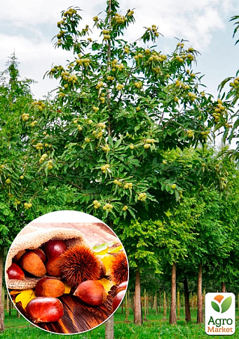LMTD Каштан съедобный 3-х летний "Sativa" (40-60см)