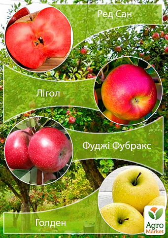 Дерево-сад Яблуня "Ред Сан+Лігол+Фуджі Фубракс+Голден"