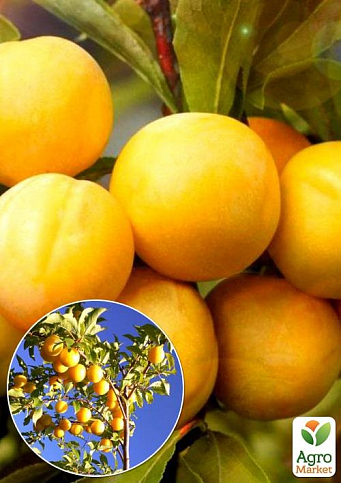 Эксклюзив! Слива ярко-лимонная "Хюррем" (Khyurrem) (премиальный сорт, плоды очень крупные)