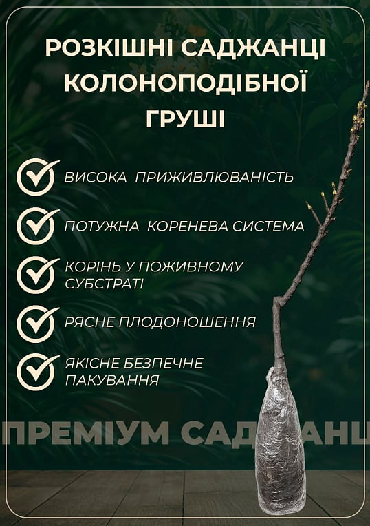 Азіатська груша "Секуї" Ексклюзив - фото 2