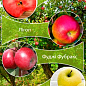 Дерево-сад Яблуня "Ред Сан+Лігол+Фуджі Фубракс+Голден"