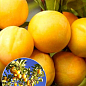 Ексклюзив! Слива яскраво-лимонна "Хюррем" (Khyurrem) (преміальний сорт, плоди дуже великі)