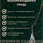 Азіатська груша "Секуї" Ексклюзив купить