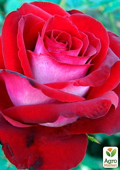 Роза чайно-гибридная "Госпель" (саженец класса АА+) высший сорт1