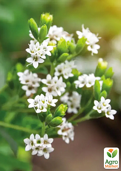 Стевія "Sweet leaf" (цукрозамінник, лікарська рослина)1