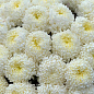 Хризантема "Antares Blanc" (низькоросла великоквіткова)