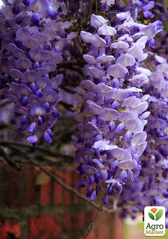 Глициния сиреневая “Модный дом” - фото 9