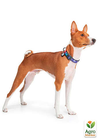 Ошейник для собак нейлоновый WAUDOG Nylon с QR паспортом, рисунок "Рик и Морти 2", пластиковый фастекс, L, Ш 25 мм, Д 33-49 см (4503-0281)  - фото 2