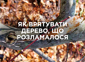 Порятунок розломленого дерева: ефективні методи відновлення​