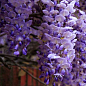 Глициния сиреневая “Модный дом”