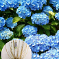 LMTD Гортензія macrophylla "Double Blue" 5-річна (висота 45-75см)