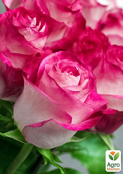 Эксклюзив! Роза флорибунда необычно бело-розовой раскраски "Конфетка" (Sweets) (саженец класса АА+, премиальный ароматный сорт)1