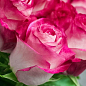 Ексклюзив! Троянда флорибунда незвично біло-рожевої забарвлення "Цукерка" (Sweets) (саджанець класу АА +, преміальний ароматний сорт)