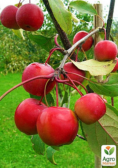 Яблуня "Райське Яблучко" (осінній сорт)1