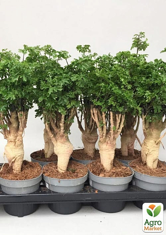 Бонсай "Polyscias"  - фото 6