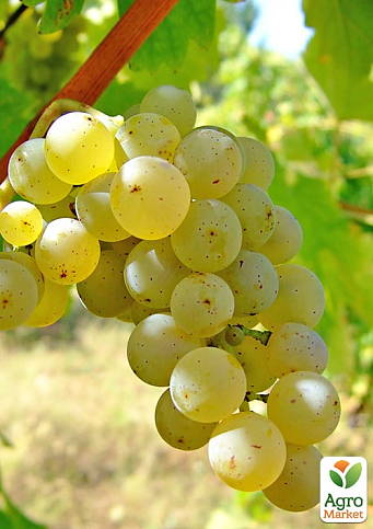 Виноград вегетирующий винный "Совиньон Блан"  - фото 4