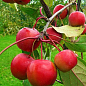 Яблуня "Райське Яблучко" (осінній сорт)