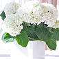 LMTD Гортензия крупнолистная цветущая 3-х летняя "Bright White" (30-40см) купить