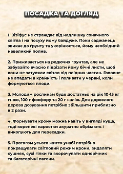 Ексклюзив! Зізіфус "Li (Лі)" (ранній термін дозрівання, перехресне запилення, садити по 2 саджанці різного сорту)6