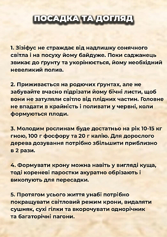 Ексклюзив! Зізіфус "Li (Лі)" (ранній термін дозрівання, перехресне запилення, садити по 2 саджанці різного сорту) - фото 2