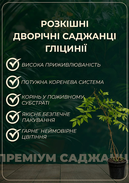 Глициния 3-х летняя белая “Белые ночи” (White Nights) высота 100-120см - фото 2