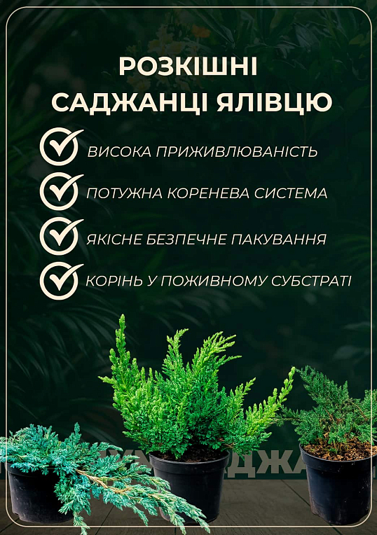 Можжевельник чешуйчатый 3-х летний "Loderi" С2, высота 20-25см