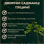 Глициния 3-х летняя белая “Белые ночи” (White Nights) высота 100-120см купить