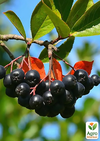 LMTD Арония черноплодная "Melanocarpa" (сортовая, укорененная) высота 40-60см - фото 3