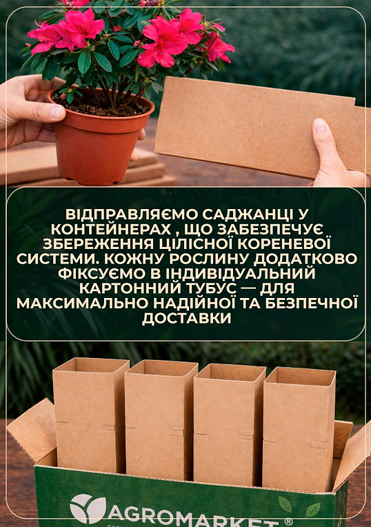 Рододендрон комнатный "Fluostern" Нидерланды