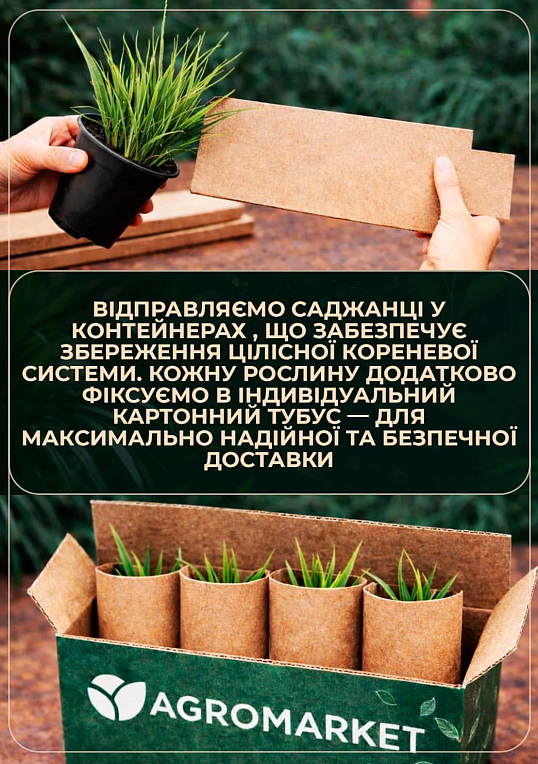 Кортадерия Серебристая "Rose" (пампасная трава) - фото 3