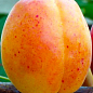 Абрикос "Млиевский Ранний" (летний сорт, ранний срок созревания)