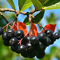 LMTD Арония черноплодная "Melanocarpa" (сортовая, укорененная) высота 40-60см цена