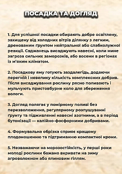Ексклюзив! Гранат яскраво-червоний "Козак" (Kazake) (преміальний морозостійкий сорт)15