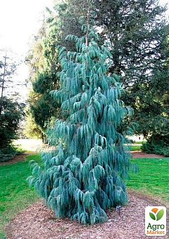 Кипарис Кашмирский 3-х летний (Cupressus Cashmeriana) С1,5 высота 70-80см6