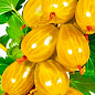 Агрус "Золотистий" (середній термін дозрівання, має дуже солодкі, великі ягоди)