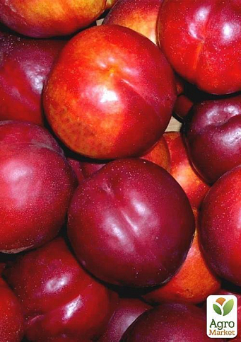 Нектарин "Флейвор Топ" (летний сорт, средний срок созревания) - фото 5