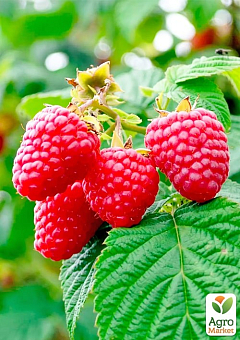 Малина "Микер" (Rubus idaeus "Meeker") Нидерланды, вазон П1226