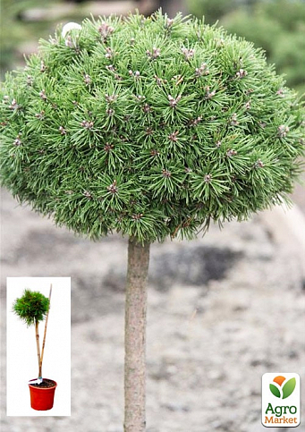 Сосна на штамбе "Хорни Хазл" (Pinus uncinata "Horni Hazle") С2, высота от 30-50см