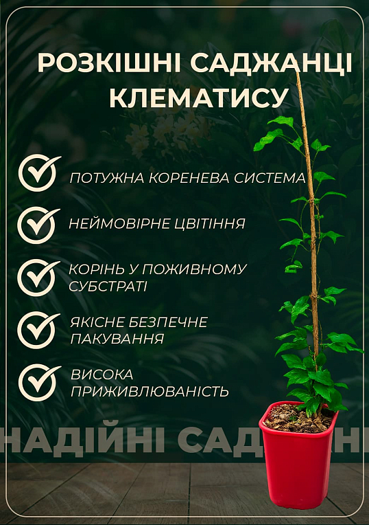 Клематис 2-х летний "Neonka" С2