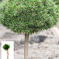 Сосна на штамбе "Хорни Хазл" (Pinus uncinata "Horni Hazle") С2, высота от 30-50см