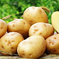 Картопля "Рів'єра" насіннєва ультрарання (1 репродукція) 1кг