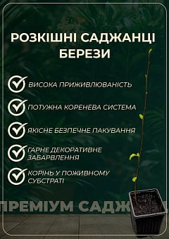Береза карликовая "Nana" (высота 20-30см)23