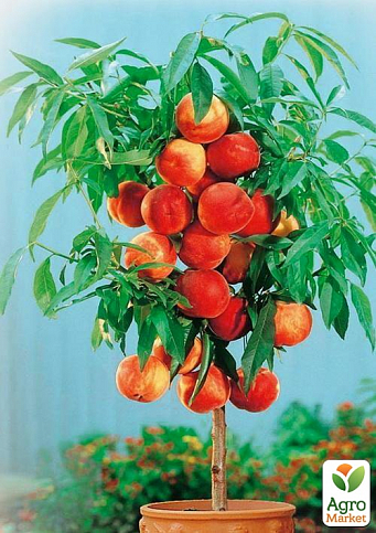 Ексклюзив! Персик колоновидний жовто-червоний "Тотем садівника" (Totem gardener) (преміальний річний великоплідний сорт)